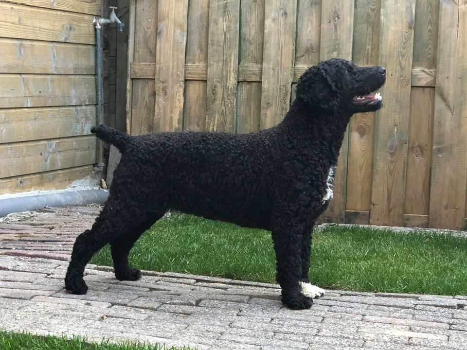 Spaanse Waterhond teefje Zafir